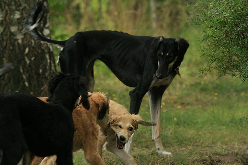 Ameenan lapset 12 vko 161.JPG - Hasina bites Ina, Reaver is observing